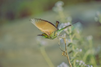 绿鸟的选择性聚焦摄影